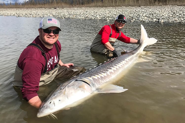 bc-sturgeon-32