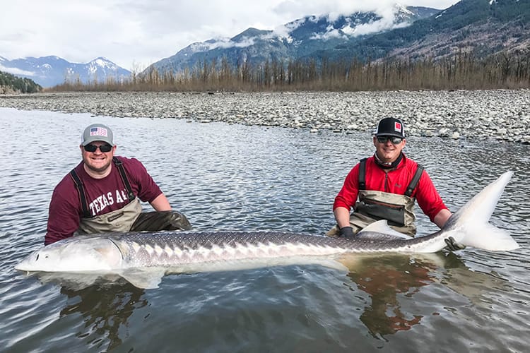 bc-sturgeon-33