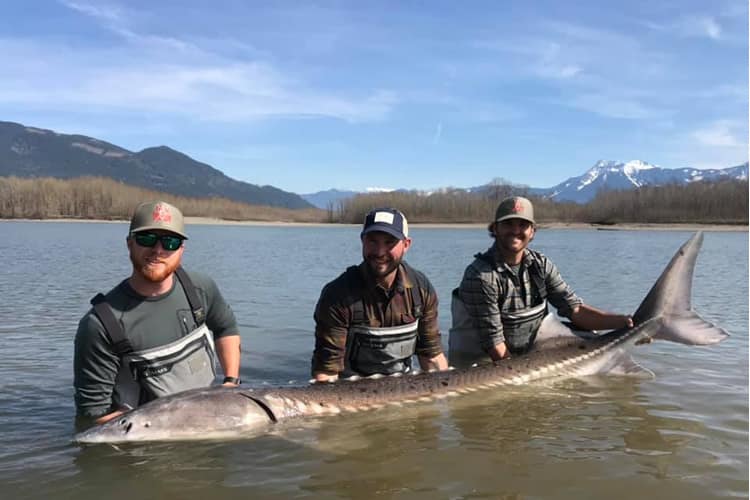 bc-sturgeon-43