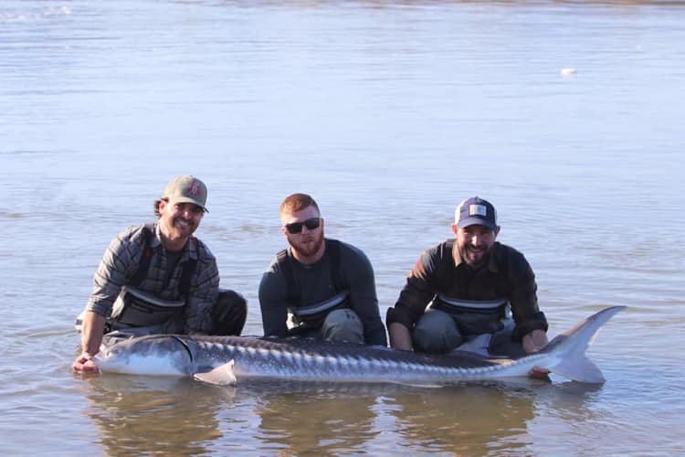 bc-sturgeon-44