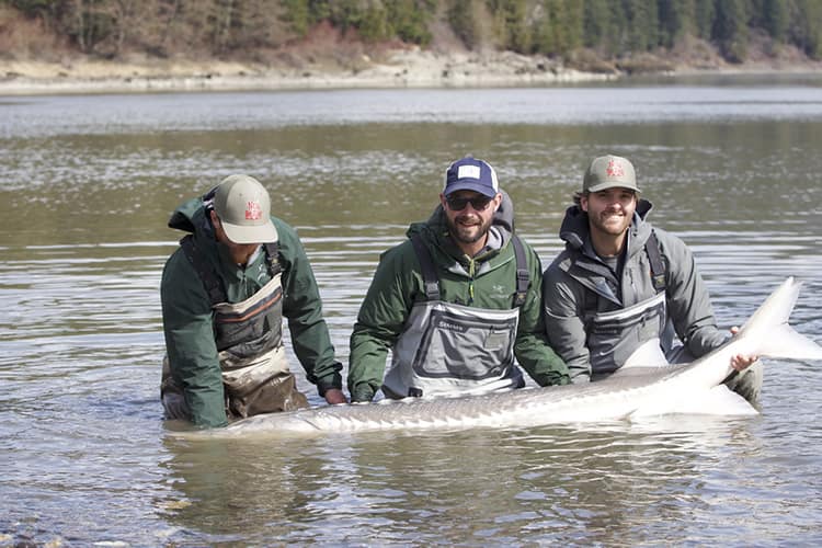 bc-sturgeon-52