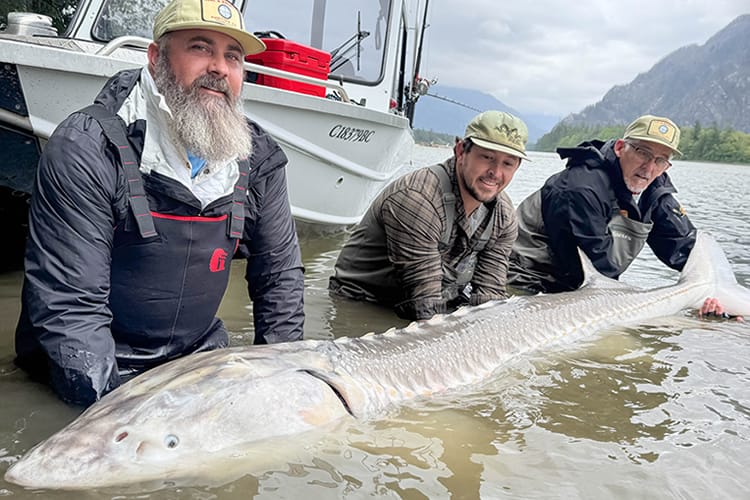 bc-sturgeon-66