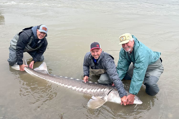 bc-sturgeon-72