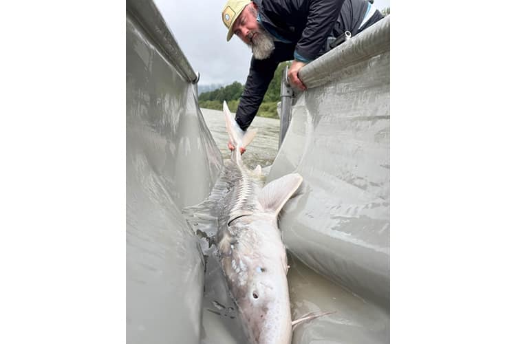 bc-sturgeon-75